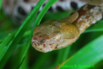 DSN30 Northern copperhead head, young, Great Falls NP, 060709.jpg
